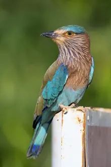 Rolliere indiana