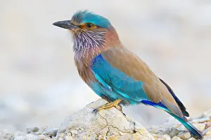 Coraciiformes Birds Stampe: Indian Roller
