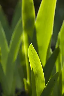 Immagini del 14 aprile 2008: Foglia di Iris, Foglia di Iris.