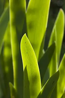 Immagini del 14 aprile 2008: Foglia di iris, Foglia d'iris