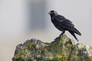 Nature Photography Italy Stampe: Jackdaw