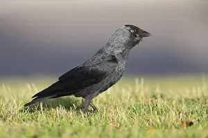 Immagini datate 30 maggio 2015: Jackdaw