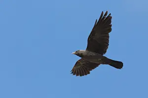 Passeriformes Bird Species Stampe: Jackdaw in flight