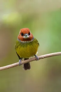 Peru Bird Species Stampe: Johnson's Tody-tyrant