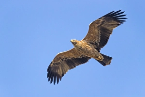 Eastern Imperial Eagle Stampe: Keizerarend, Eastern Imperial Eagle, Aquila heliaca