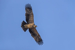 Eastern Imperial Eagle Stampe: Keizerarend, Eastern Imperial Eagle, Aquila heliaca