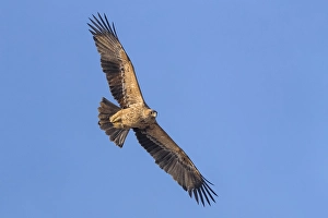European Raptors Stampe: Keizerarend, Eastern Imperial Eagle, Aquila heliaca