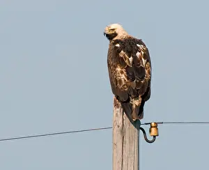 Eastern Imperial Eagle Stampe: Keizerarend, Eastern Imperial Eagle, Aquila heliaca