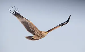 Eastern Imperial Eagle Stampe: Keizerarend, Eastern Imperial Eagle, Aquila heliaca