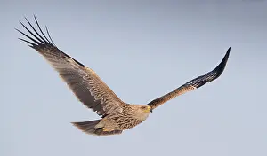 Eastern Imperial Eagle Stampe: Keizerarend, Eastern Imperial Eagle, Aquila heliaca