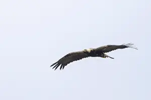 Eastern Imperial Eagle Stampe: Keizerarend, Eastern Imperial Eagle, Aquila heliaca