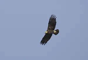 Eastern Imperial Eagle Stampe: Keizerarend, Eastern Imperial Eagle, Aquila heliaca