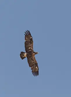 Eastern Imperial Eagle Stampe: Keizerarend, Eastern Imperial Eagle, Aquila heliaca