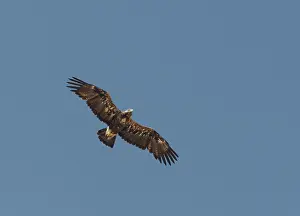 Eastern Imperial Eagle Stampe: Keizerarend, Eastern Imperial Eagle, Aquila heliaca