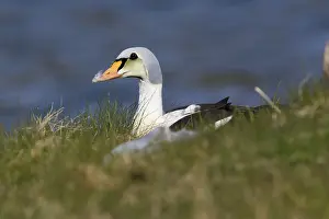 European Duck Species Stampe: King Eider
