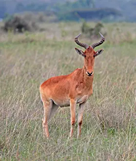 African Mammal Stampe: Kongoni, Alcelaphus buselaphus