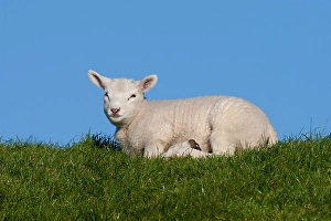 European Mammals Images Stampe: Lam, Lamb
