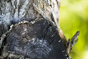 Cerambycidae Family Stampe: Lamia textor - Weaver beetle