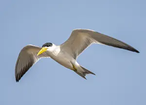 Blue Sky Bird Flight Stampe: Large-billed Tern, Phaetusa simplex