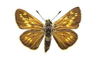 Large Skipper Stampe: Large Skipper, Ochlodes sylvanus
