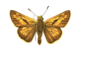 Close Up Insect Images Stampe: Large Skipper, Ochlodes sylvanus