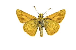 European Skipper Butterflies Stampe: Large Skipper, Ochlodes sylvanus