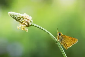 Large Skipper Butterfly Stampe: Large Skipper, Ochlodes sylvanus