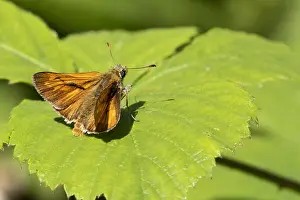 European Skipper Butterfly Stampe: Large Skipper, Ochlodes sylvanus