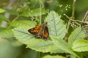 Stampa con cornice : Macchiaio grande, Ochlodes sylvanus.