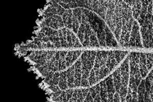 Close Up Leaf Vein Stampe: Leaf vein