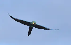 South America Birdlife Stampe: Lear's macaw, Anodorhynchus leari