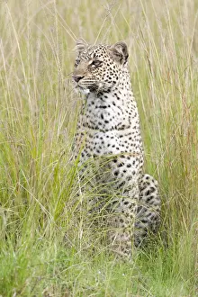 Panthera Pardus Habitat Stampe: Leopard, Panthera pardus