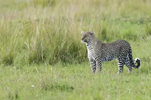 African Wild Animal Photography Stampe: Leopard, Panthera pardus