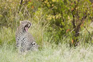 Panthera Pardus Habitat Stampe: Leopard, Panthera pardus