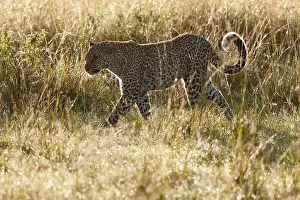 Panthera Pardus Habitat Stampe: Leopard, Panthera pardus