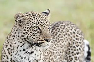Big Cat Wildlife Stampe: Leopard, Panthera pardus