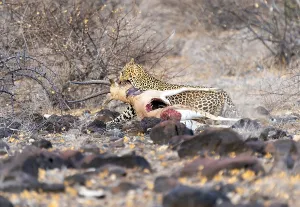 Panthera Pardus Image Stampe: Leopard, Panthera pardus