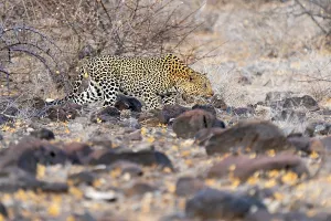 Panthera Pardus Images Stampe: Leopard, Panthera pardus