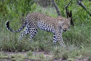 Green Background Nature Scene Stampe: Leopard, Panthera pardus