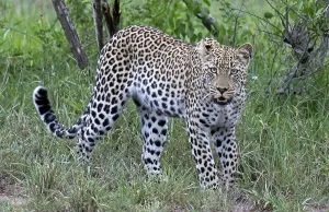 Panthera Pardus Habitat Stampe: Leopard, Panthera pardus