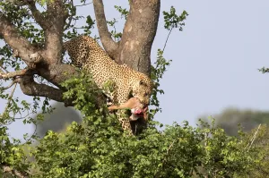 Panthera Pardus Habitat Stampe: Leopard, Panthera pardus