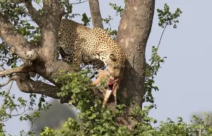 Big Cat Wildlife Photography Stampe: Leopard, Panthera pardus