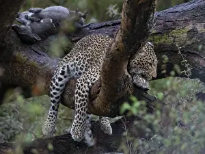 Panthera Pardus Photo Stampe: Leopard, (Panthera pardus)