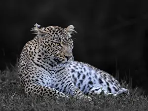 Panthera Pardus Images Stampe: Leopard, (Panthera pardus)