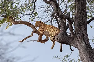 South African Mammals Stampe: Leopard; Panthera pardus