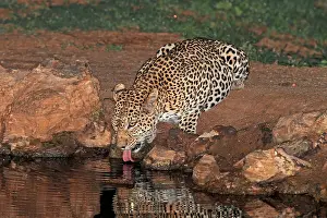 Panthera Pardus Habitat Stampe: Leopard, Panthera pardus