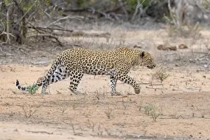 Panthera Pardus Species Stampe: Leopard, Panthera pardus