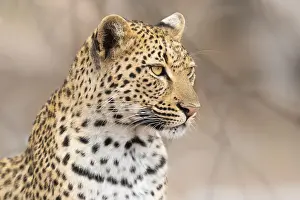 Panthera Pardus Images Stampe: Leopard, Panthera pardus
