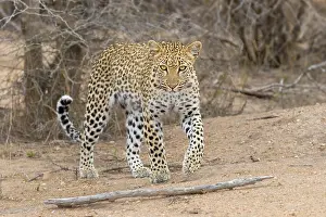 Panthera Pardus Species Stampe: Leopard, Panthera pardus