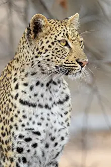 Panthera Pardus Images Stampe: Leopard, Panthera pardus